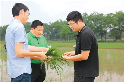 留学归来“种好粮”